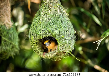 Wildlife - Weaver Birds Nest on Bamboo Tree in Nature Outdoor Royalty-Free Stock Photo #736321168