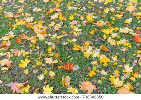 bright autumn leaves on the grass