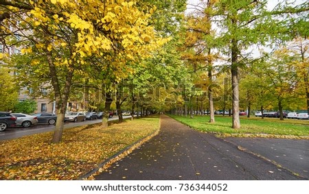 Beautiful alley of golden maple trees  