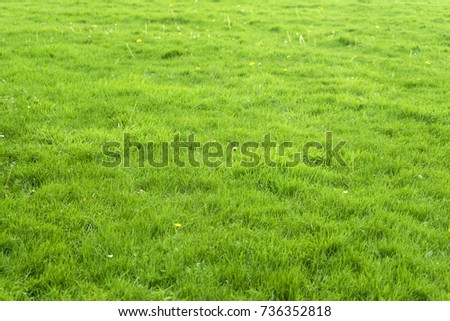 Background of wild lawn,Texture of grass field