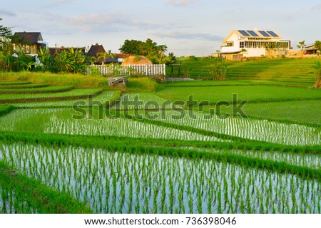 Villas in Balinese rice fields at sunset. Bali  island, Indonesia