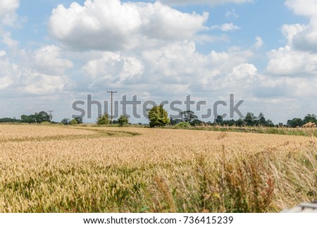 English hay field