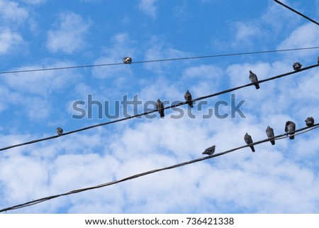 Many pigeons on an electric wires. Doves sitting on a power lines over sky