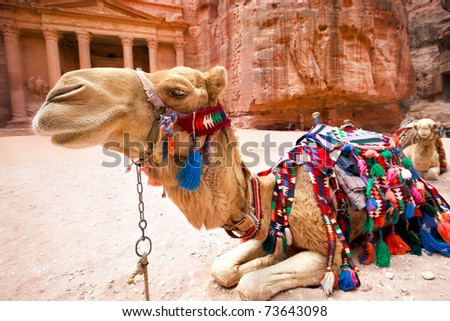 Bedouin camel rests near the treasury Al Khazneh carved into the rock at Petra,  Jordan Royalty-Free Stock Photo #73643098