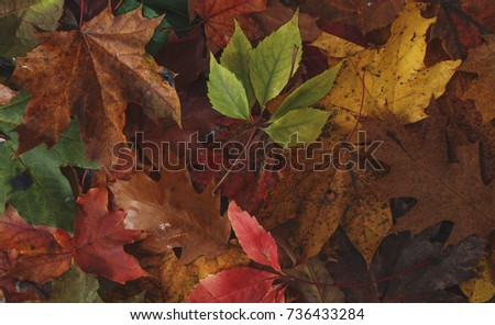 Colorful leafs background. Photo texture.