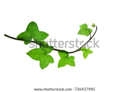 Bent ivy twig with green leaves isolated on white
