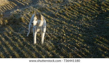 Siberian husky stands on frosty green grass. autumn snow lies on the green grass. shadow from wooden fence