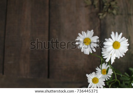 White flowers on old wood background.Nature print for your design. Chamomile. Organic elements.