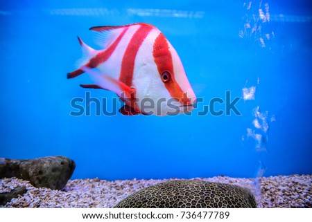 Emperor red snapper fish on blue background, Beautiful sea fish