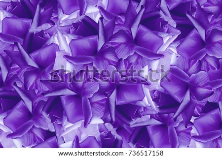Floral violet-white beautiful background from roses.  Flower composition.  Background from violet roses. Postcard for the holiday.  Nature.