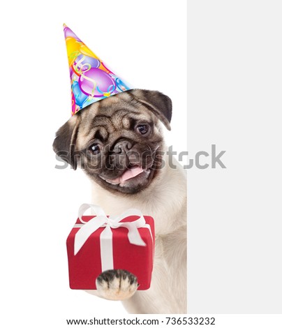 Funny puppy in party hat holding gift box and peeking above white banner. isolated on white background.
