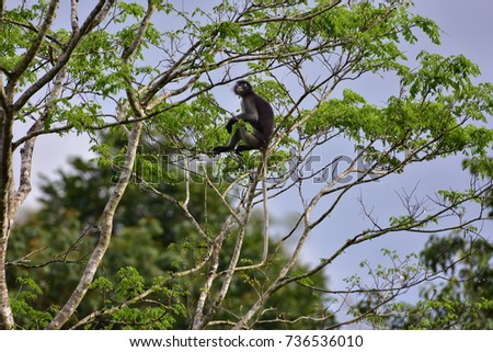 Dusky Leaf-monkey, Dusky Langur, Dusky Leaf Monkey, Spectacled Langur, Spectacled Leaf Monkey