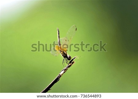 Dragonfly on the background blur