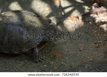 Image of Red-eared slider Turtle (Trachemys scripta elegans) on the floor. Reptile. Animals.