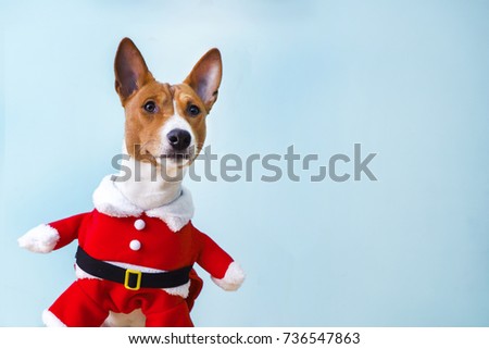 Basenji dog dressed in Santa Claus suit.