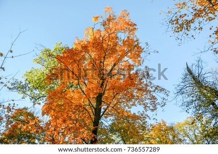 Autumn Fall Trees 