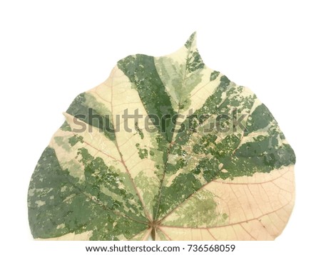 Colorful leaf on white background