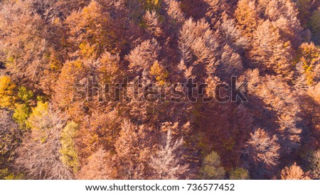 aerial view of woods during the autumn season with warn colors