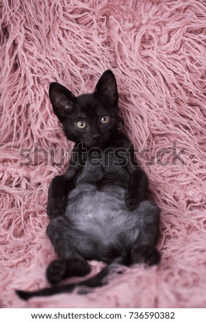 Black Kitten Sitting on Pink Fluffy Blanket