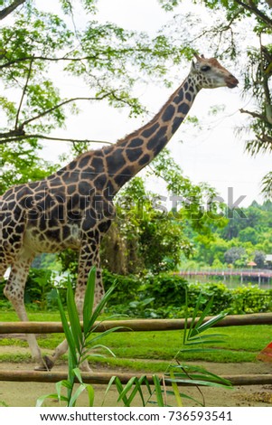 A tall giraffe walking in a park while looking for food