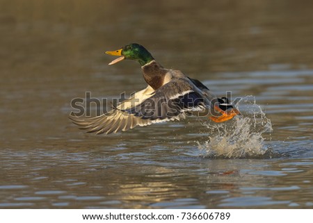 take-off mallard duck 