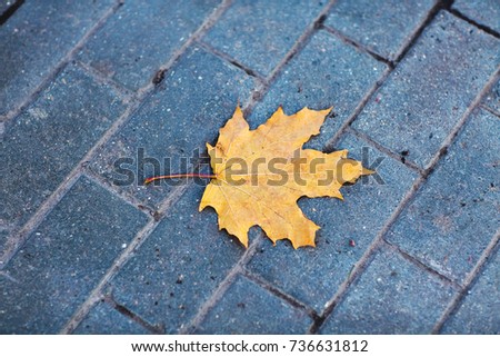 Single autumn maple leaf lying on the stone pavement. Yellow maple leaf. Colorful falling leaves in autumn. Golden autumn time