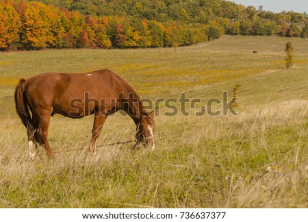 horse stands in middle of meadow in fall