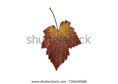 Autumn leaf on a white background. An isolated object. Autumn.