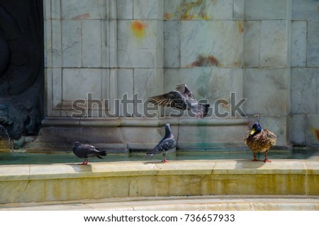 Pigeon birds and teal duck  play in the water at public park on hot summer day.