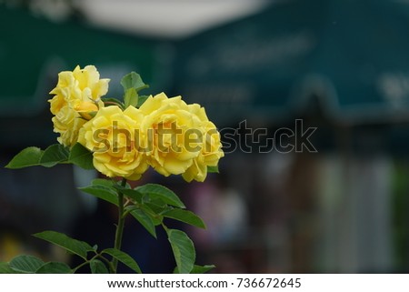 yellow roses  in sunlight, vivid and bunchy yellow