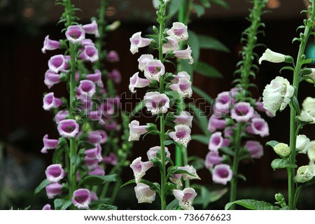 Closeup of fox glove flower surrounded by green leaves