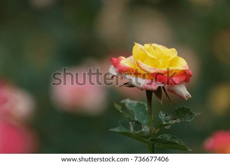 yellow and red rose in sunlight, splendid color