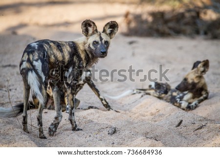 Pack of African wild dogs in the sand in the Kruger National Park, South Africa.