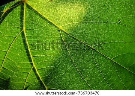 Veins on a green leaf