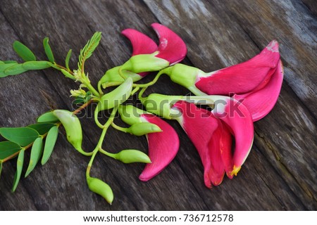 Vegetable Humming Bird, Sesban, Agasta ,Sesbania grandiflora (Sesbania grandiflora Desv. in science name or Dok Kae in Thai) on the wooden table. Anti-glycation potential of the leaf extract.