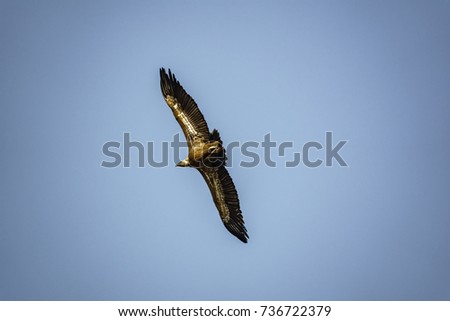 Isolated Gyps fulvus vulture flying against the sky