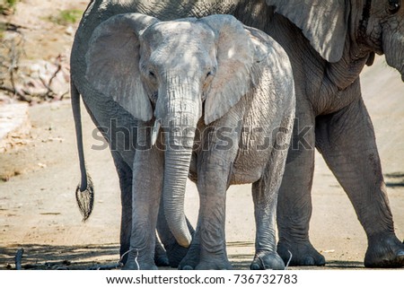 Two Elephants standing under a tree in the shade in the Marakele National Park, South Africa.