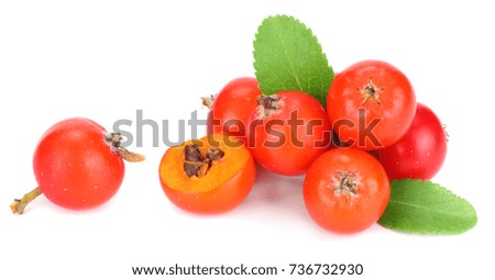 red rowan berries with green leaf isolated on white background. macro
