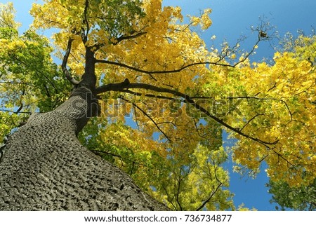 A tall tree with yellow leaves in the park