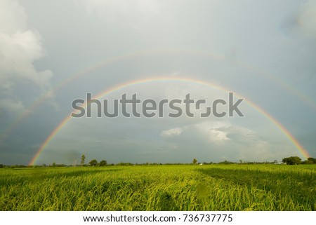 Beautiful rainbows Over rice fields.The origin of rice berries, black kernels on green trees,The  Jasmine Rice Field of Thailand.