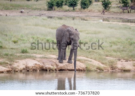 Elephant bull at a waterhole in the Hwange National Park, Zimbawbe.