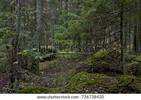 Actual, no modify picture, green gloomy forest at autumn. Wild, untouched nature. Clearly visible moss, tree trunks and green forest deck.