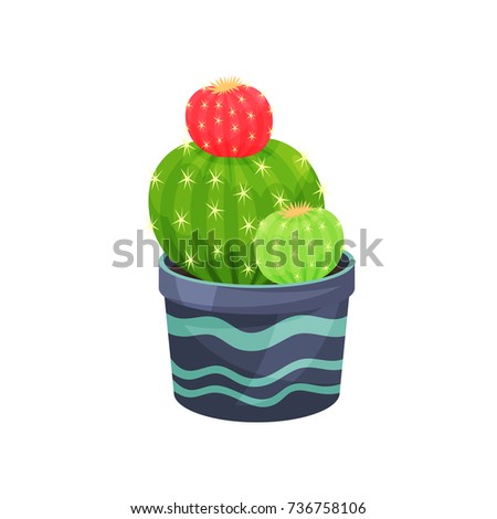 Gymnocalycium mihanovichii friedrichii cactus, green potted plant vector illustration