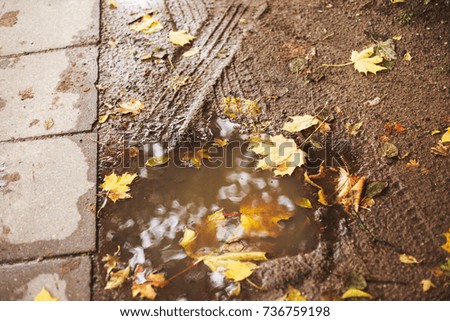 autumn leaf on the asphalt near a puddle