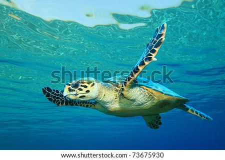 Hawksbill Sea Turtle in clear blue water