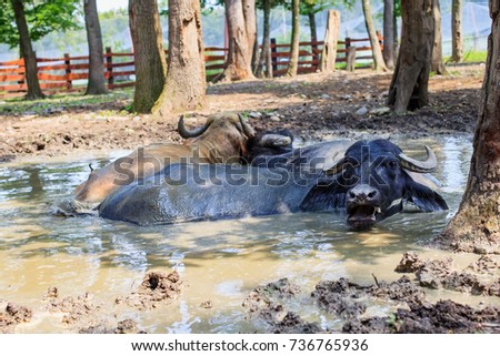 Picture of black buffallos relaxing in the mud at the Zoo