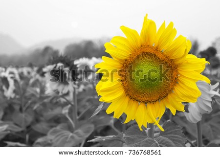 sunflower black and white background