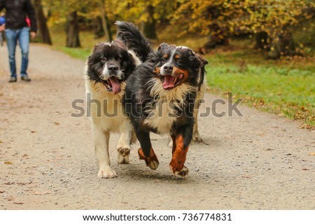 A picture of a dog´s pack. It includes the Bernese Mountain dogs and the Landseer.