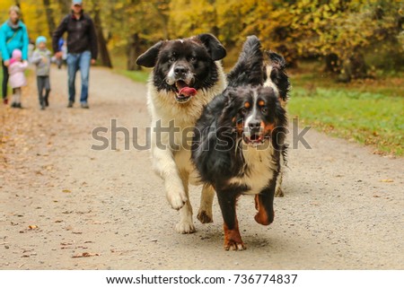 A picture of a dog´s pack. It includes the Bernese Mountain dogs and the Landseer.
