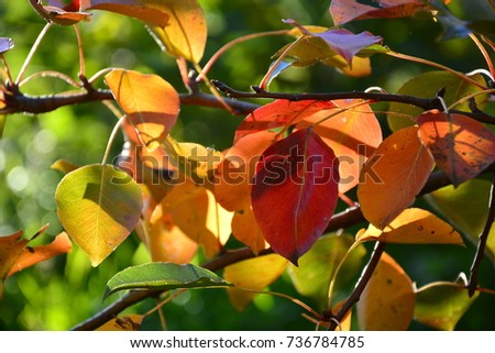 autumn leaves,leaves,color leaves,autumn,Leaves in the grass,autumn leaves in the grass,autumn leaves falling,dew drops,dew drops on autumn leaves,
